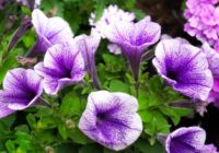 Ziemā iestādīju petūnijas, un līdz maijam visi balkona podi ir pilni ar ziediem – kā audzēt stādus bez fitolampām un sarežģītiem trikiem