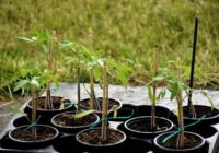 Ko stādīt 2026. gada janvārī: dārzeņu saraksts agrīnai un bagātīgai ražai