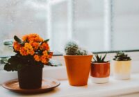 Ko darīt, ja telpaugs neaug: pieci iemesli un to risinājumi