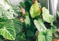 Lapas zaudē krāsu un novīst: eksperts nosauc galveno “ziemas lejupslīdes” cēloni