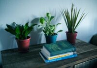 5 telpaugi, kas radīs patīkamu atmosfēru mājās Jaunajā gadā: stādiet tos tagad