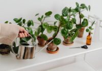 Lapas nekļūst dzeltenas no vecuma: kāda veida ūdens lēnām bojā istabas augus Lapas nekļūst dzeltenas no vecuma: kāda veida ūdens lēnām bojā istabas augus