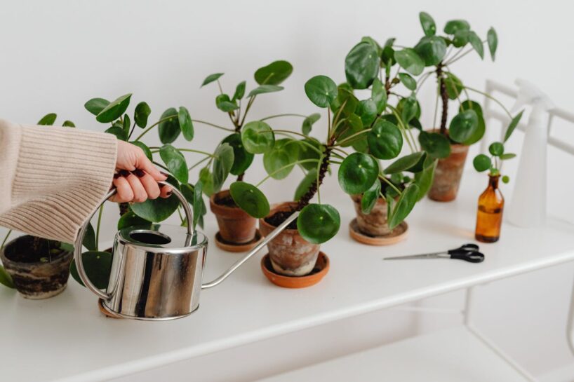 Lapas nekļūst dzeltenas no vecuma: kāda veida ūdens lēnām bojā istabas augus
