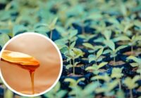 Pastāstīsim kā ātri nostiprināt stādus, dzirdinot tos ar medu