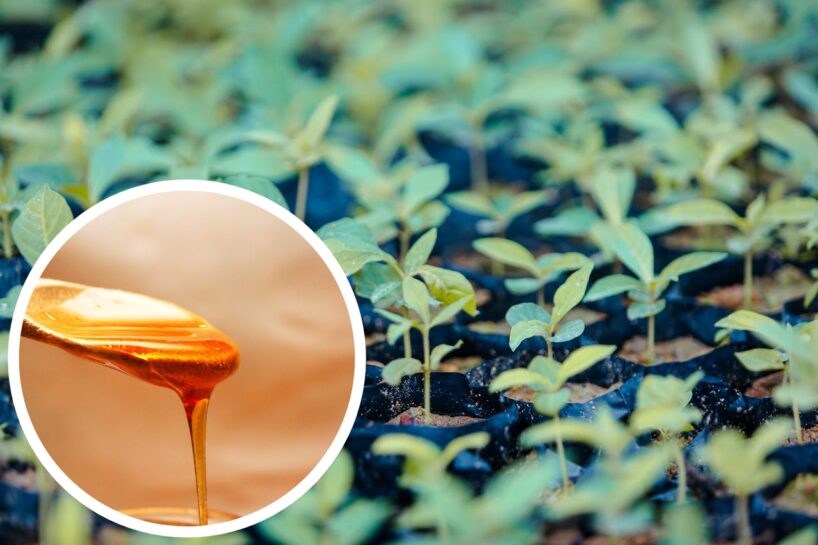 Pastāstīsim kā ātri nostiprināt stādus, dzirdinot tos ar medu