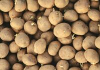 Kā apturēt kartupeļu dīgšanu: vienkārši ieteikumi uzglabāšanai pilsētā