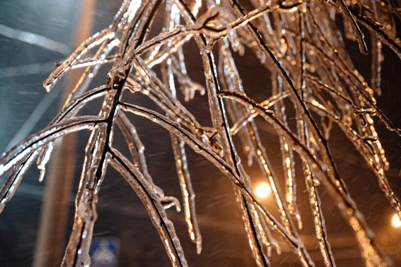 Var iznīcināt 70% ražas: kāpēc ledus uz kokiem ir bīstams un kā glābt savu dārzu