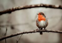 Horoskops 2. janvārim: Lauvām – patīkami notikumi, Strēlniekiem – patīkama tikšanās Horoskops 2. janvārim: Lauvām – patīkami notikumi, Strēlniekiem – patīkama tikšanās