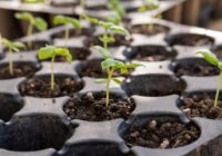 Pirmie darbi pie palodzes: ko es sēju dārzam jau janvārī