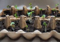 Neizmetiet olu kastītes: dārznieki tās vāc visu ziemu Neizmetiet olu kastītes: dārznieki tās vāc visu ziemu