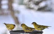 Kā pareizi palīdzēt putniem ziemā: barotavu uzstādīšana un piemērota barība