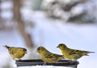 Kā pareizi palīdzēt putniem ziemā: barotavu uzstādīšana un piemērota barība