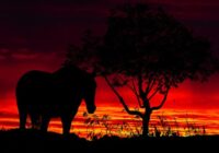 Kad saskaņā ar Austrumu kalendāru sāksies 2026. gads un kāds tas būs