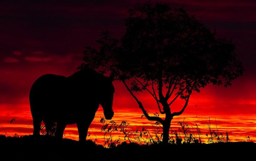 Kad saskaņā ar Austrumu kalendāru sāksies 2026. gads un kāds tas būs